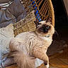 Toby a rejoint le concours — aidez-le/la à gagner de superbes lots ! cat, siamese_cat, rattan_chair, cushions, cozy, indoor, wooden_floor, furniture, pet, animal, fluffy, blue_eyes, relaxed, curious, home, woven_cat_cave, decor, seated, domestic_cat, cute