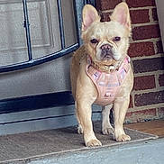 Izzy joined the competition — help win amazing prizes! dog, french_bulldog, pet, animal, canine, harness, pink, cream_colored, porch, door, brick_wall, mat, standing, outdoor, closeup, face, ears, expression, front_view, domestic