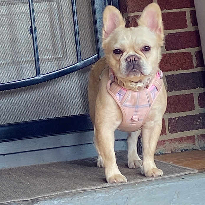 Izzy joined the competition — help win amazing prizes! animal, brick_wall, canine, closeup, cream_colored, dog, domestic, door, ears, expression, face, french_bulldog, front_view, harness, mat, outdoor, pet, pink, porch, standing