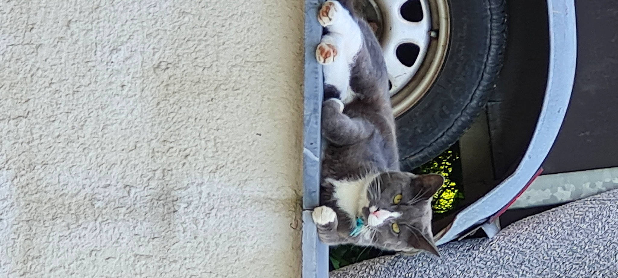 Saphir a rejoint le concours — aidez-le/la à gagner de superbes lots ! automotive_tire, carnivore, cat, door, facade, felidae, fender, grey, hubcap, motor_vehicle, rim, small_to_medium_sized_cats, synthetic_rubber, tail, tire, tire_care, tread, wheel, whiskers, wood