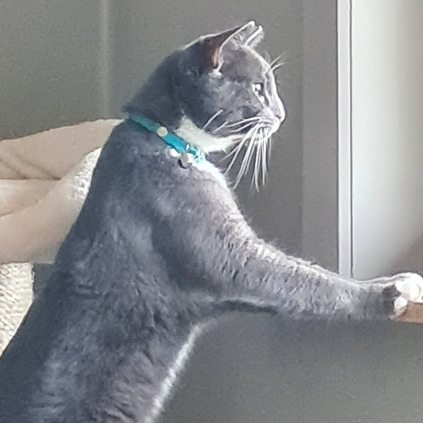 Saphir a rejoint le concours — aidez-le/la à gagner de superbes lots ! black_cat, carnivore, cat, cat_supply, comfort, domestic_short_haired_cat, door, eye, felidae, fur, grey, monochrome_photography, paw, russian_blue, sitting, small_to_medium_sized_cats, snout, tail, whiskers, window