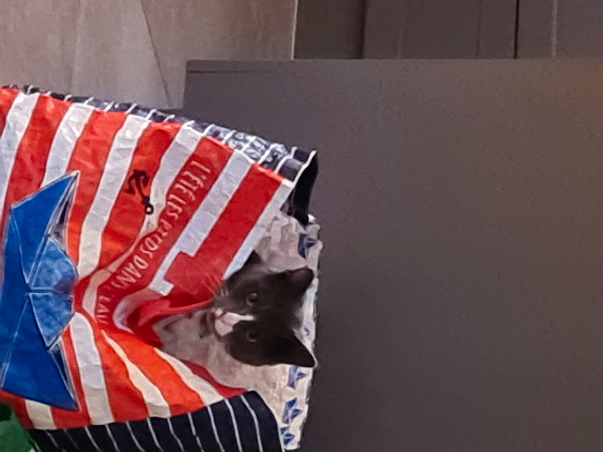 Saphir participe au concours pour gagner de l'argent avec cette photo : carmine, carnivore, electric_blue, felidae, flag, flag_of_the_united_states, font, linens, pattern, rectangle, tints_and_shades, visual_arts