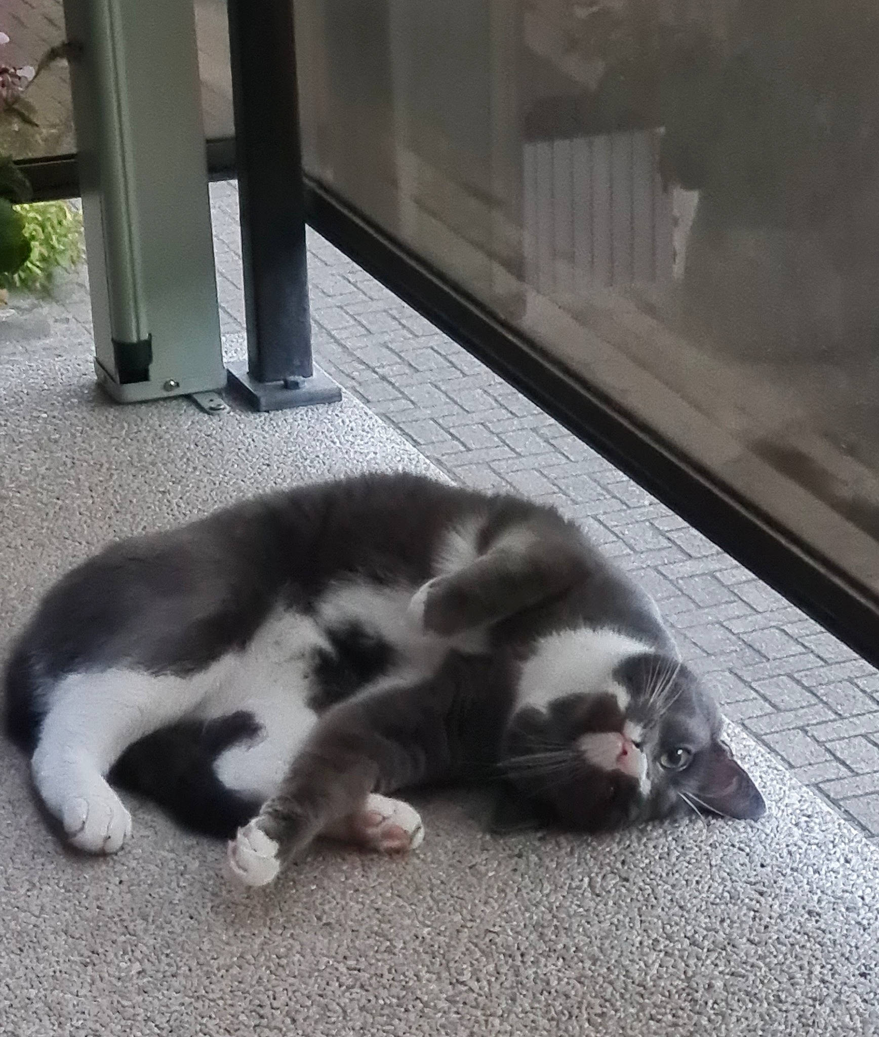 Saphir a rejoint le concours — aidez-le/la à gagner de superbes lots ! canidae, carnivore, cat, claw, comfort, dog_breed, domestic_short_haired_cat, felidae, flooring, fur, grey, monochrome_photography, nap, paw, small_to_medium_sized_cats, snout, sporting_group, tail, vertebrate, whiskers