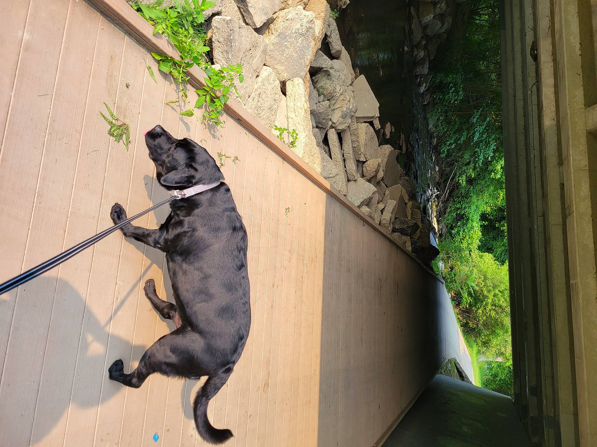 Ruger joined the competition — help win amazing prizes! canidae, carnivore, collar, companion_dog, dog, dog_breed, fawn, felidae, guard_dog, leash, paw, pet_supply, plant, shadow, small_to_medium_sized_cats, snout, sporting_group, tail, tints_and_shades, wood