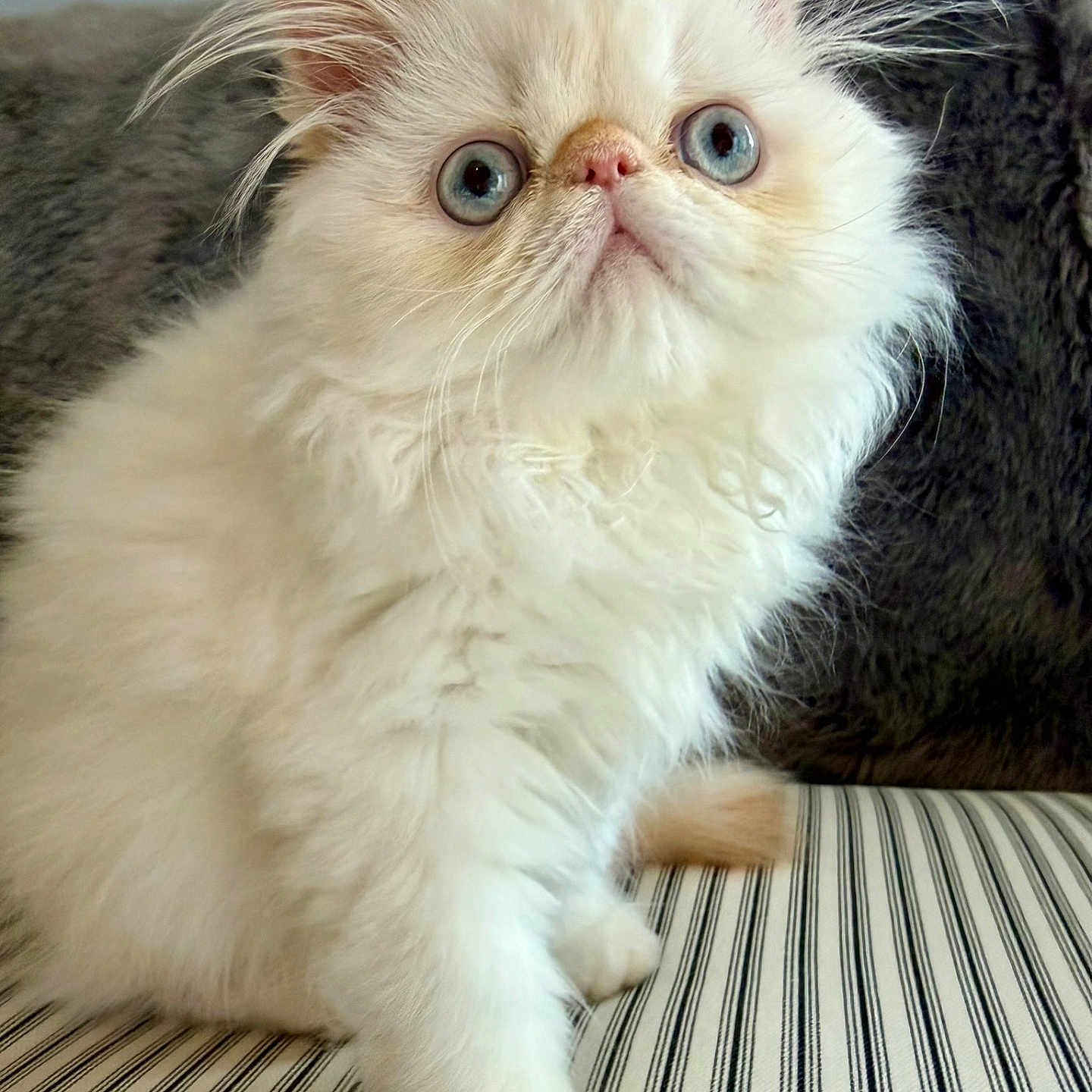 Binx