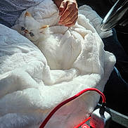 Binx is registered to the contest to win money with this photo: kitten, cat, white_cat, blue_eyes, blanket, plush_blanket, person, hand, arm, car_interior, steering_wheel, sunlight, cozy, lap, cuddle, pet, cute, furry, domestic_animal, resting
