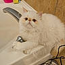 animal, bathroom, cat, cleaning_sponges, closeup, cord, curious, cute, faucet, floor, fluffy, indoor, kitten, orange_markings, paws, pet, pink_container, sink, water_dispenser, white_cat