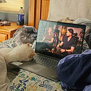 Binx joined the competition — help win amazing prizes! bed, bedroom, blanket, bottle, casual, cozy, dog, fluffy, indoor, laptop, people_on_screen, pillow, relaxation, resting, screen, technology, watching, white_dog, window, wooden_furniture