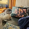 bed, bedroom, blanket, bottle, casual, cozy, dog, fluffy, indoor, laptop, people_on_screen, pillow, relaxation, resting, screen, technology, watching, white_dog, window, wooden_furniture