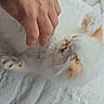 Binx is registered to the contest to win money with this photo: kitten, cat, hand, pet, playing, white, orange, fur, soft, blanket, cozy, cute, paw, animal, domestic, indoor, feline, closeup, interaction, resting