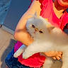 blue_wall, casual_clothing, cat, child, cute, denim_skirt, domestic_animal, feline, floor, fluffy_cat, grumpy_cat, holding, indoor, person, pet, pink_shirt, standing, tile_floor, white_cat, young_child