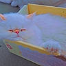 adorable, animal, box, cat, close_up, comfort, cozy, cute, feline, fluffy, heart_emoji, indoor, pastel_colors, pet, pink_nose, relaxed, resting, sleeping, soft, white_cat