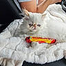 Binx is registered to the contest to win money with this photo: kitten, cat, white_fur, blue_eyes, blanket, car_interior, candy, starburst, soft_texture, cute, pet, animal, relaxing, feline, close_up, domestic_cat, fluffy, comfort, resting, indoor