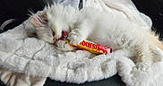 Binx joined the competition — help win amazing prizes! kitten, cat, white_fur, candy, candy_wrapper, blanket, soft_texture, car_interior, seat, playful, pet, animal, cute, fluffy, lying_down, paw, bite, chewing, comfort, relaxation