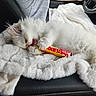 kitten, cat, white_fur, candy, candy_wrapper, blanket, soft_texture, car_interior, seat, playful, pet, animal, cute, fluffy, lying_down, paw, bite, chewing, comfort, relaxation