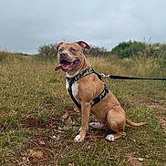 Pumba joined the competition — help win amazing prizes! animal, brown_dog, canine, cloudy_sky, dog, ears, field, fur, grass, happy, harness, leash, mammal, nature, outdoor, path, pet, sitting, snout, tongue_out