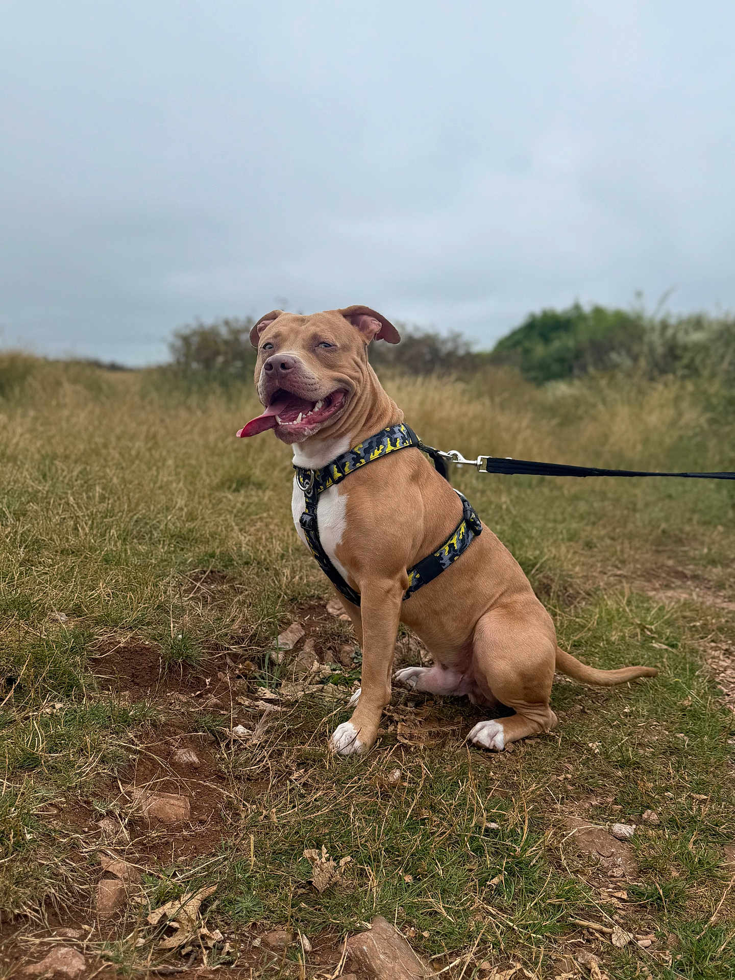 Pumba