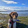 dog, water, sky, clouds, grass, harness, outdoor, nature, pet, animal, landscape, beach, canine, sunlight, blue_sky, wet_fur, daytime, scenery, calm, leash