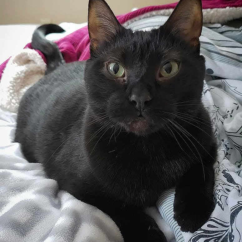 Binx is registered to the contest to win money with this photo: animal, bed, bedroom, blackcat, blanket, canine, cat, cushion, dog, egyptiancat, furniture, homedecor, indoors, kitten, pet, quilt, room