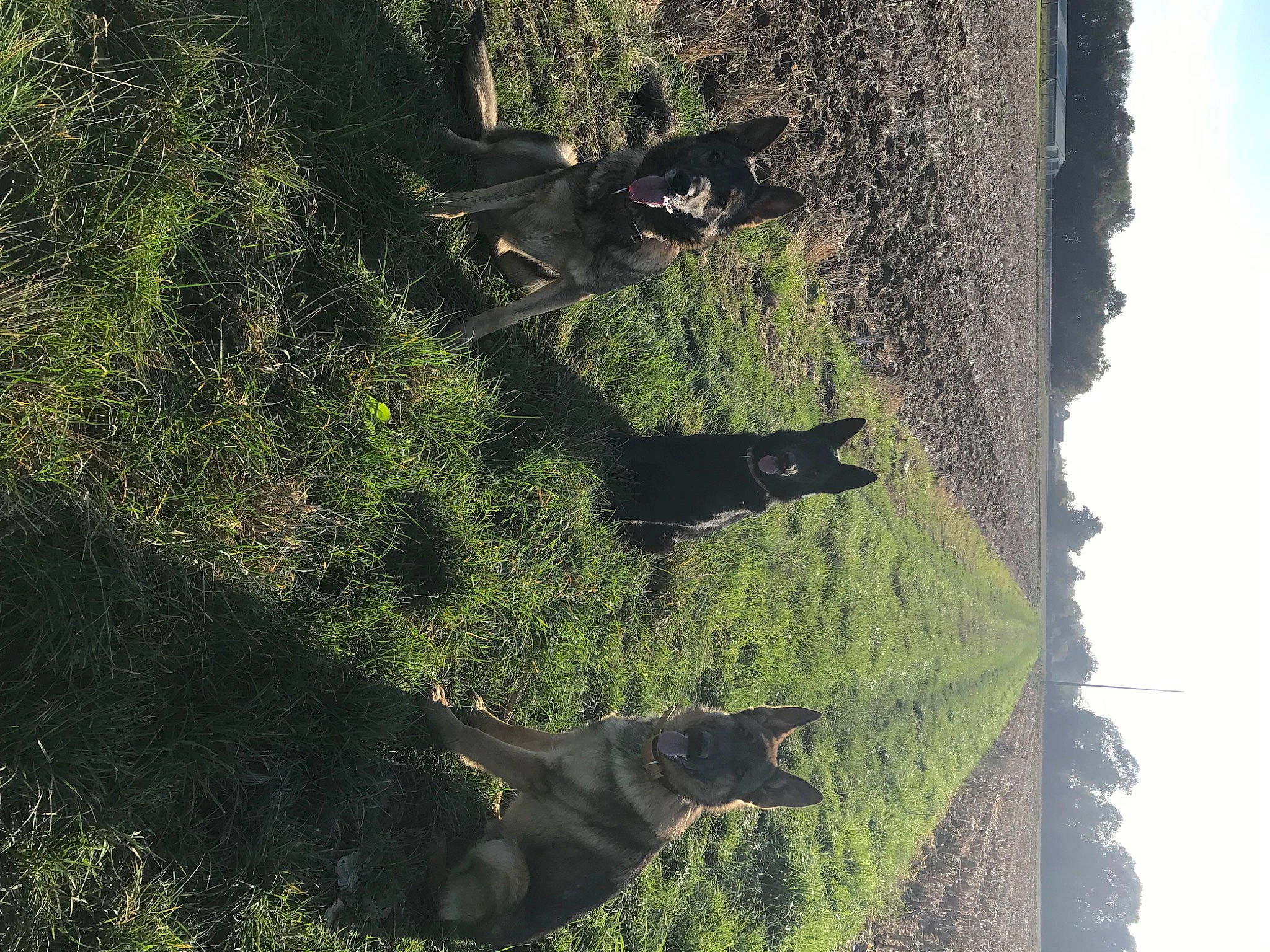 Taiga participe au concours pour gagner de l'argent avec cette photo : biome, black, branch, formation, grass, landscape, leaf, nature, plant, sky, sunlight, tail, tints_and_shades, tree, trunk, vegetation, watercourse, wilderness, wood, woody_plant