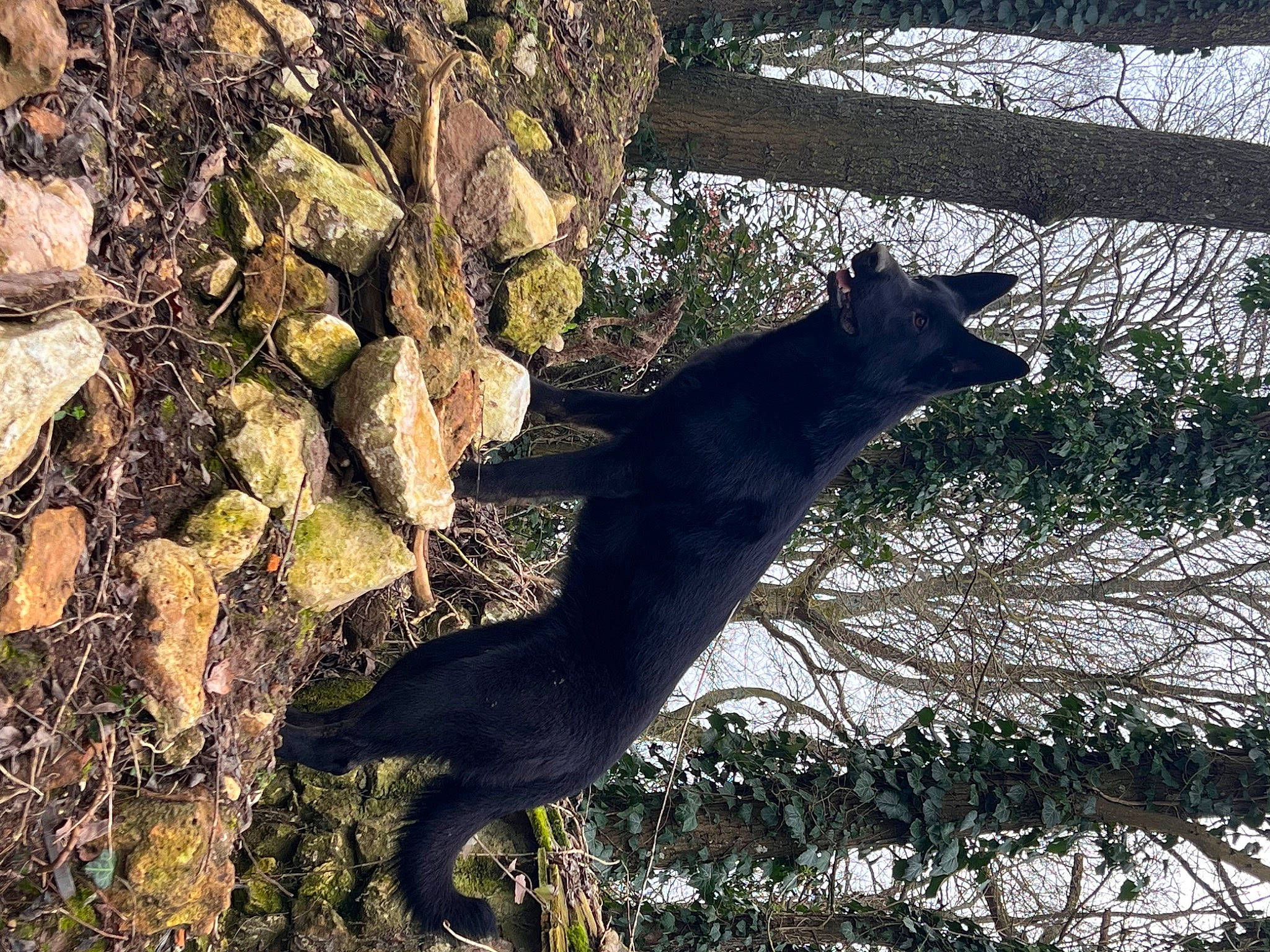 Taiga a rejoint le concours — aidez-le/la à gagner de superbes lots ! art, carnivore, dog, dog_breed, felidae, fur, grass, plant, rock, shadow, small_to_medium_sized_cats, soil, tail, terrestrial_animal, tints_and_shades, tree, trunk, twig, wildlife, wood