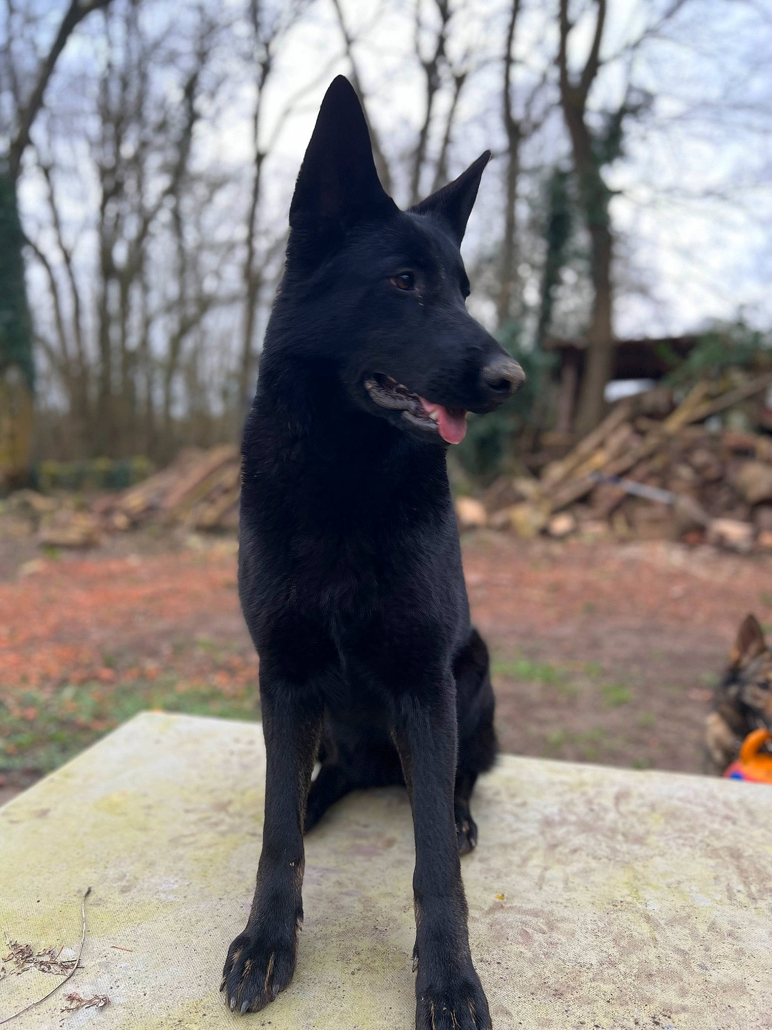 Taiga participe au concours pour gagner de l'argent avec cette photo : black_norwegian_elkhound, canidae, carnivore, cloud, companion_dog, dog, dog_breed, non_sporting_group, plant, sky, sporting_group, tail, terrestrial_animal, tree, working_animal, working_dog