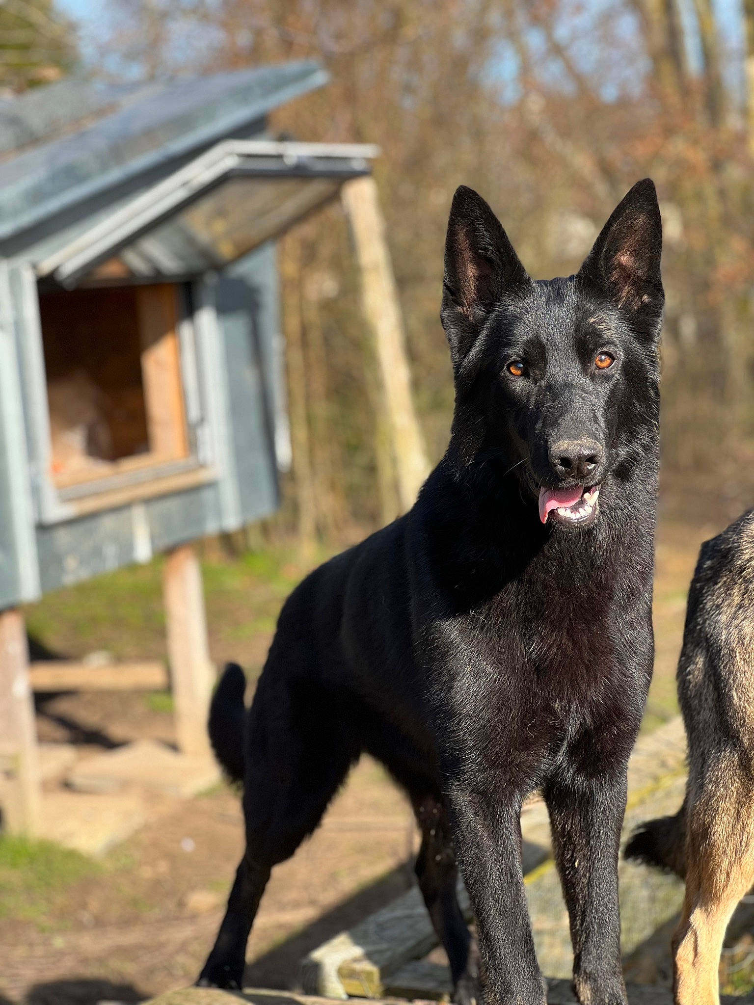 Taiga participe au concours pour gagner de l'argent avec cette photo : black_norwegian_elkhound, canidae, carnivore, dog, dog_breed, plant, shade, snout, sporting_group, terrestrial_animal, working_animal, working_dog