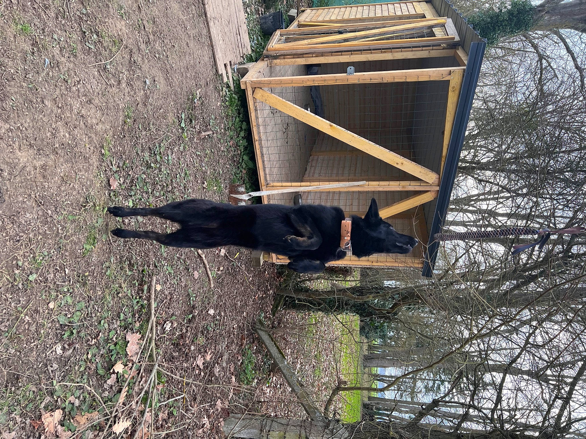 Taiga participe au concours pour gagner de l'argent avec cette photo : building, dog, grass, house, pet_supply, plant, shadow, sky, soil, tree, trunk, twig, wood, working_animal