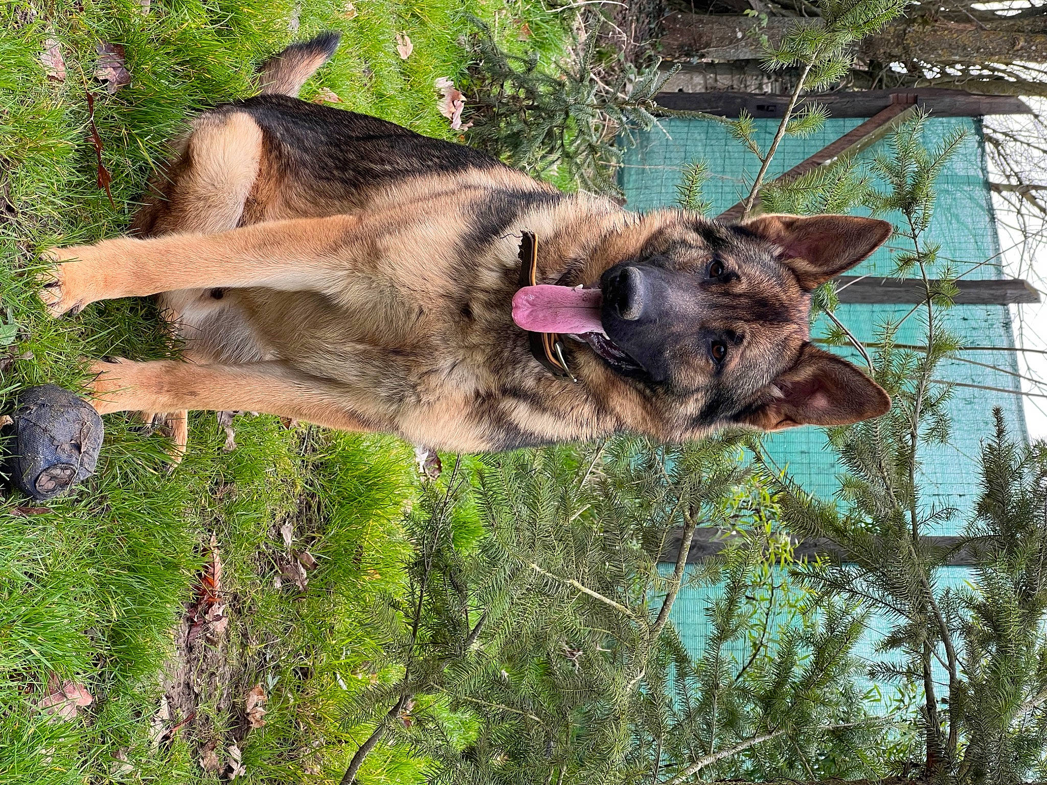 Mozard participe au concours pour gagner de l'argent avec cette photo : canidae, canis, carnivore, dog, dog_breed, east_european_shepherd, fawn, fur, german_shepherd_dog, grass, king_shepherd, old_german_shepherd_dog, plant, snout, sporting_group, tail, terrestrial_animal, tree, trunk, working_animal