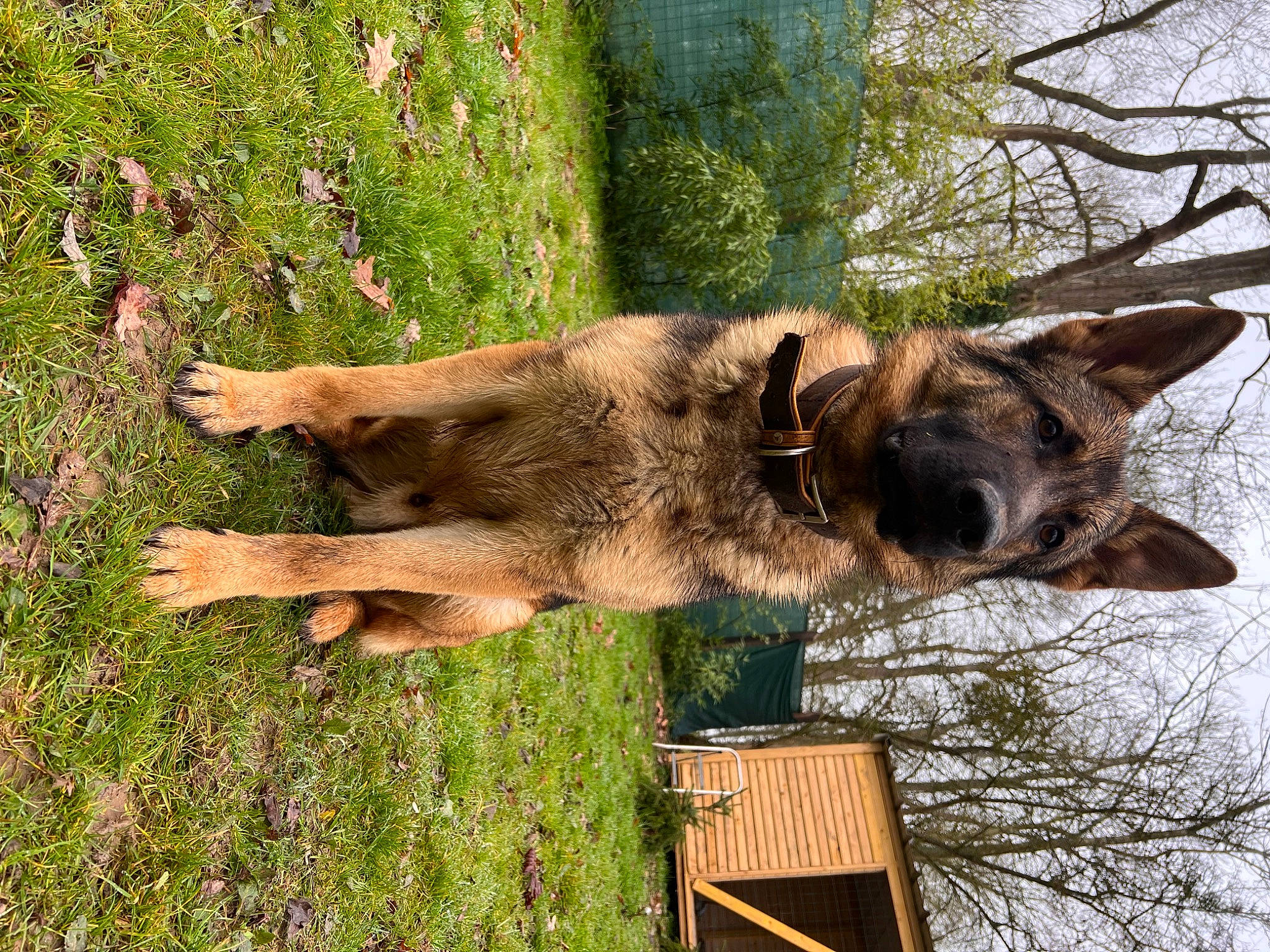 Mozard a rejoint le concours — aidez-le/la à gagner de superbes lots ! canidae, carnivore, dog, dog_breed, fawn, fur, german_shepherd_dog, grass, pack_animal, plant, snout, sporting_group, tail, terrestrial_animal, tree, trunk, wood, working_animal, working_dog