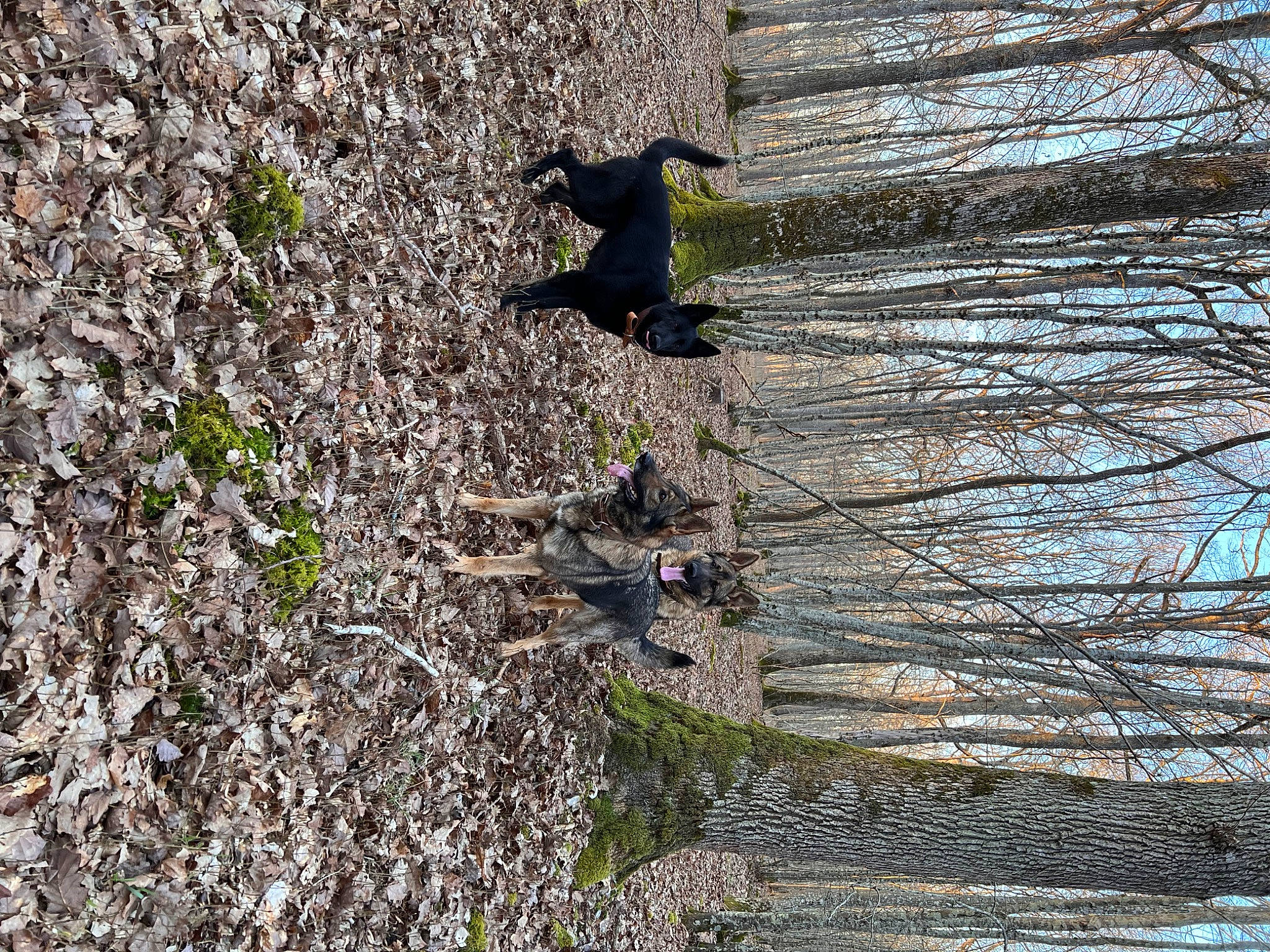 Mozard a rejoint le concours — aidez-le/la à gagner de superbes lots ! branch, deciduous, grass, groundcover, landscape, leaf, people_in_nature, plant, recreation, shadow, shrub, soil, tints_and_shades, tree, trunk, twig, wildlife, winter, wood, woody_plant
