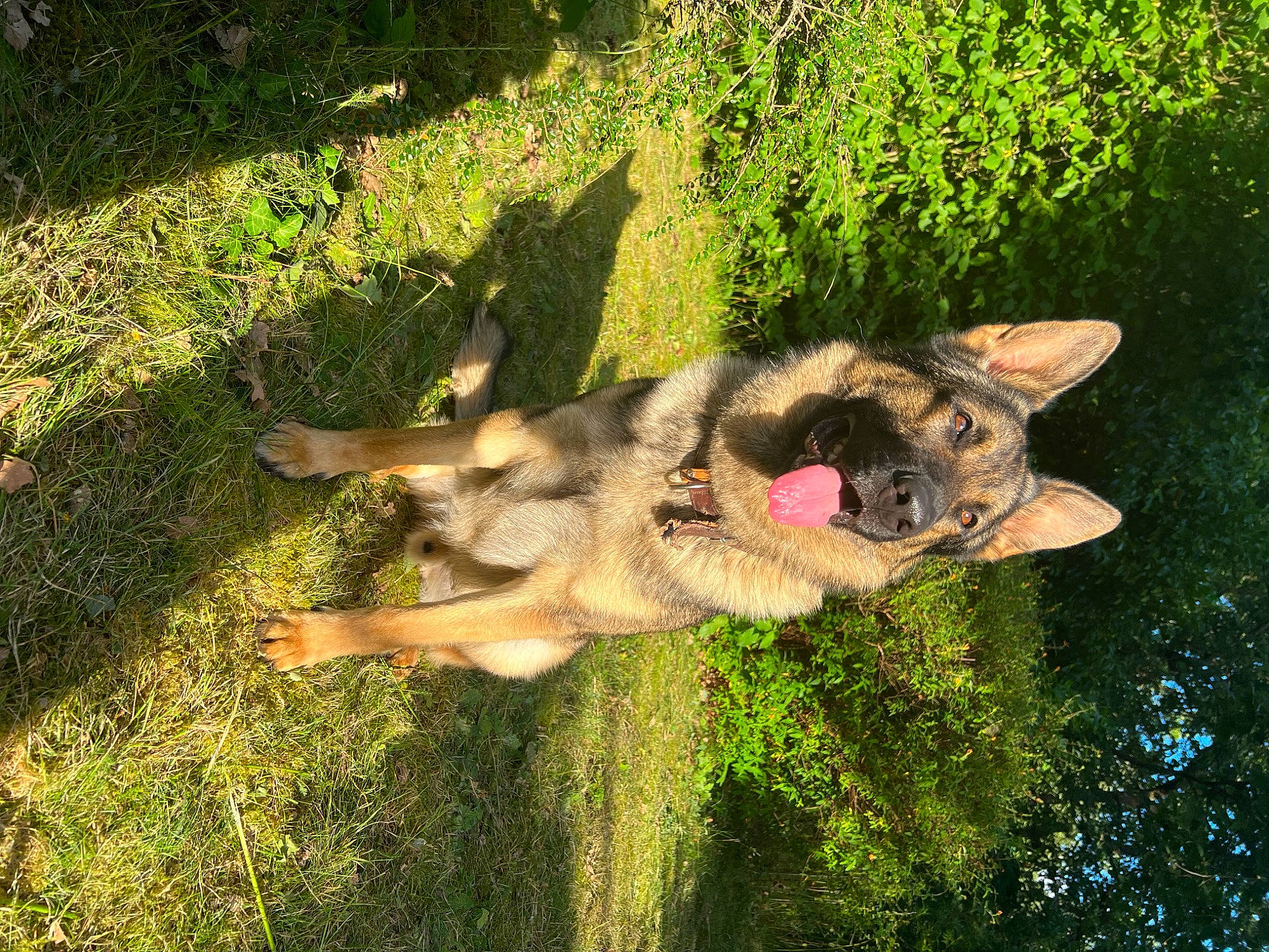 Mozard a rejoint le concours — aidez-le/la à gagner de superbes lots ! canidae, canis, carnivore, companion_dog, dog, dog_breed, fawn, german_shepherd_dog, grass, king_shepherd, lawn, old_german_shepherd_dog, plant, snout, sporting_group, tail, tree, wolf, working_animal, working_dog