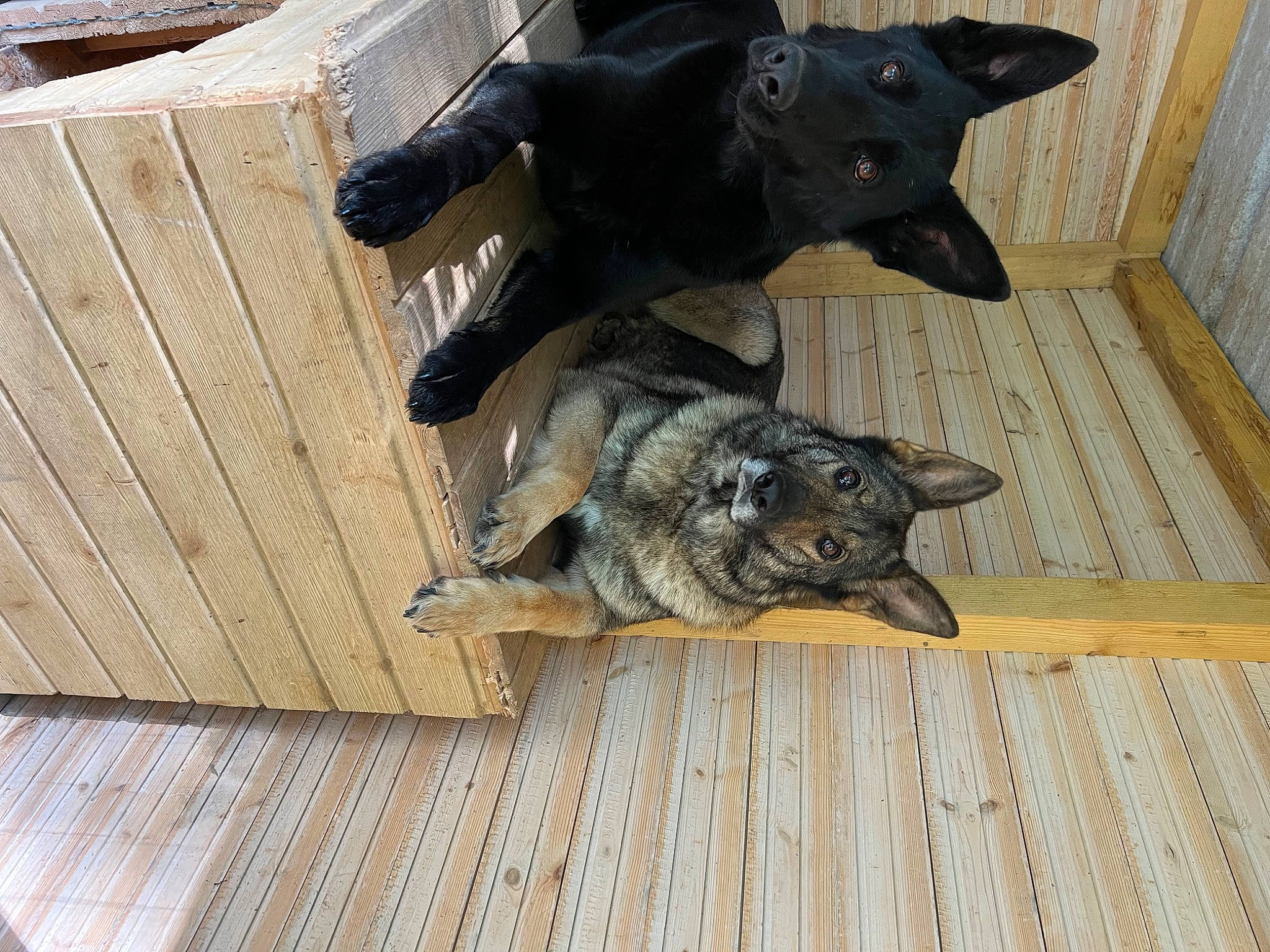 Thémis participe au concours pour gagner de l'argent avec cette photo : canidae, carnivore, companion_dog, dog, dog_breed, fawn, felidae, flooring, fur, grey, guard_dog, hardwood, plank, sculpture, small_to_medium_sized_cats, snout, sporting_group, tail, wood, working_animal