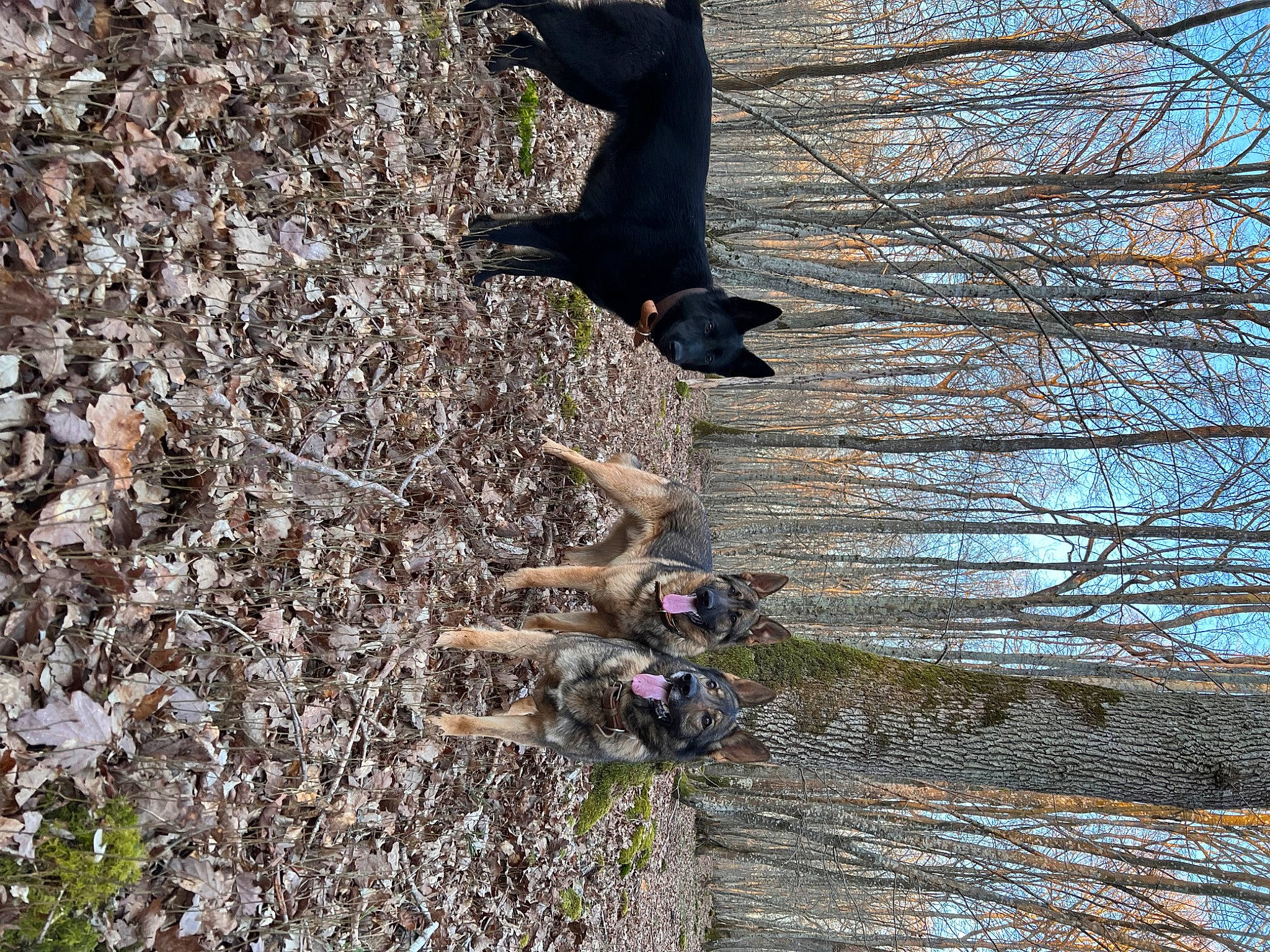 Thémis a rejoint le concours — aidez-le/la à gagner de superbes lots ! deciduous, grass, human_leg, people_in_nature, plant, rock, sky, soil, sporting_group, tail, tree, trunk, twig, wildlife, wood