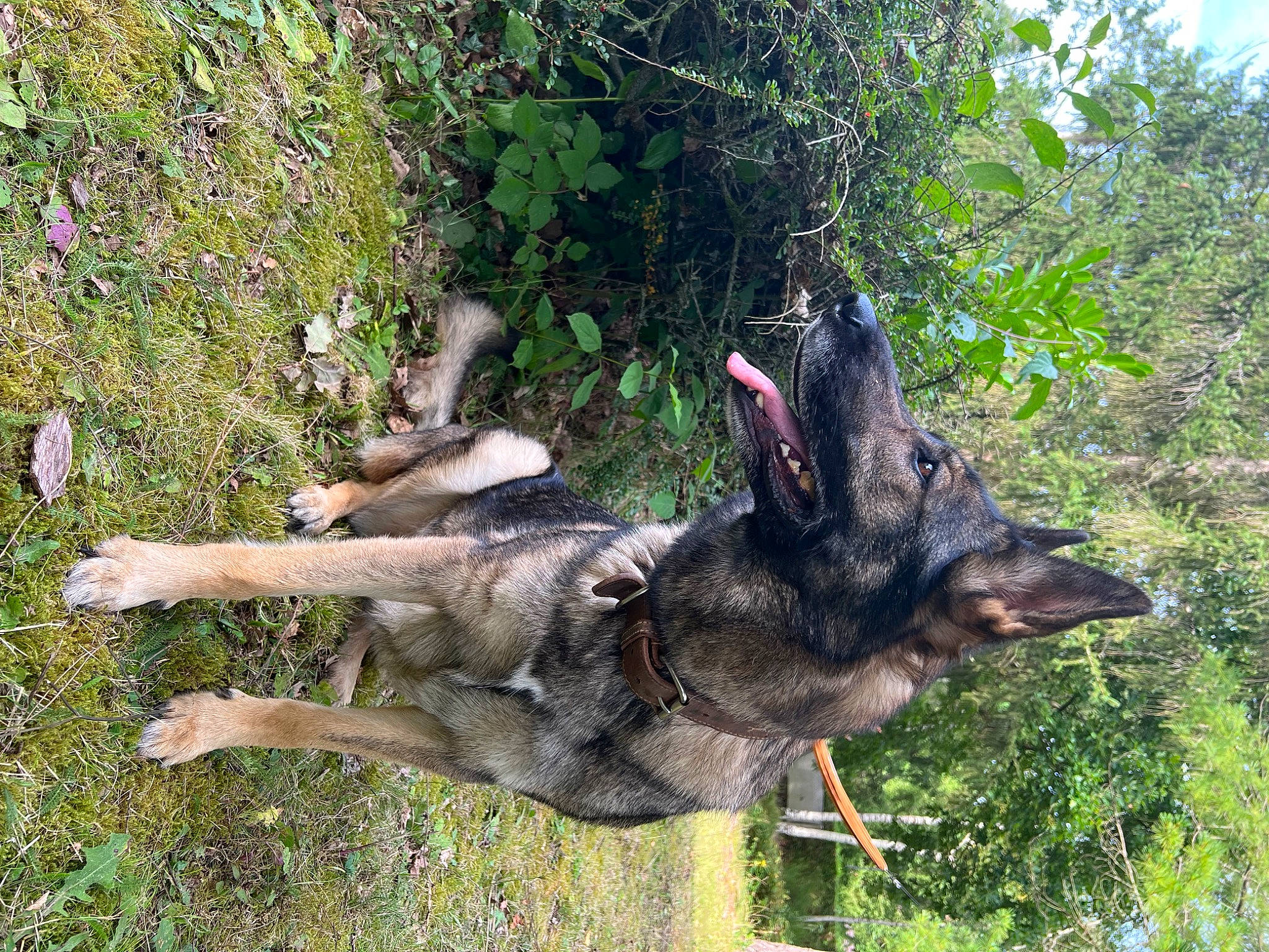 Thémis a rejoint le concours — aidez-le/la à gagner de superbes lots ! canidae, carnivore, dobermann, dog, dog_breed, east_european_shepherd, german_shepherd_dog, grass, guard_dog, king_shepherd, old_german_shepherd_dog, pack_animal, plant, snout, sporting_group, tail, terrestrial_animal, tree, working_animal, working_dog