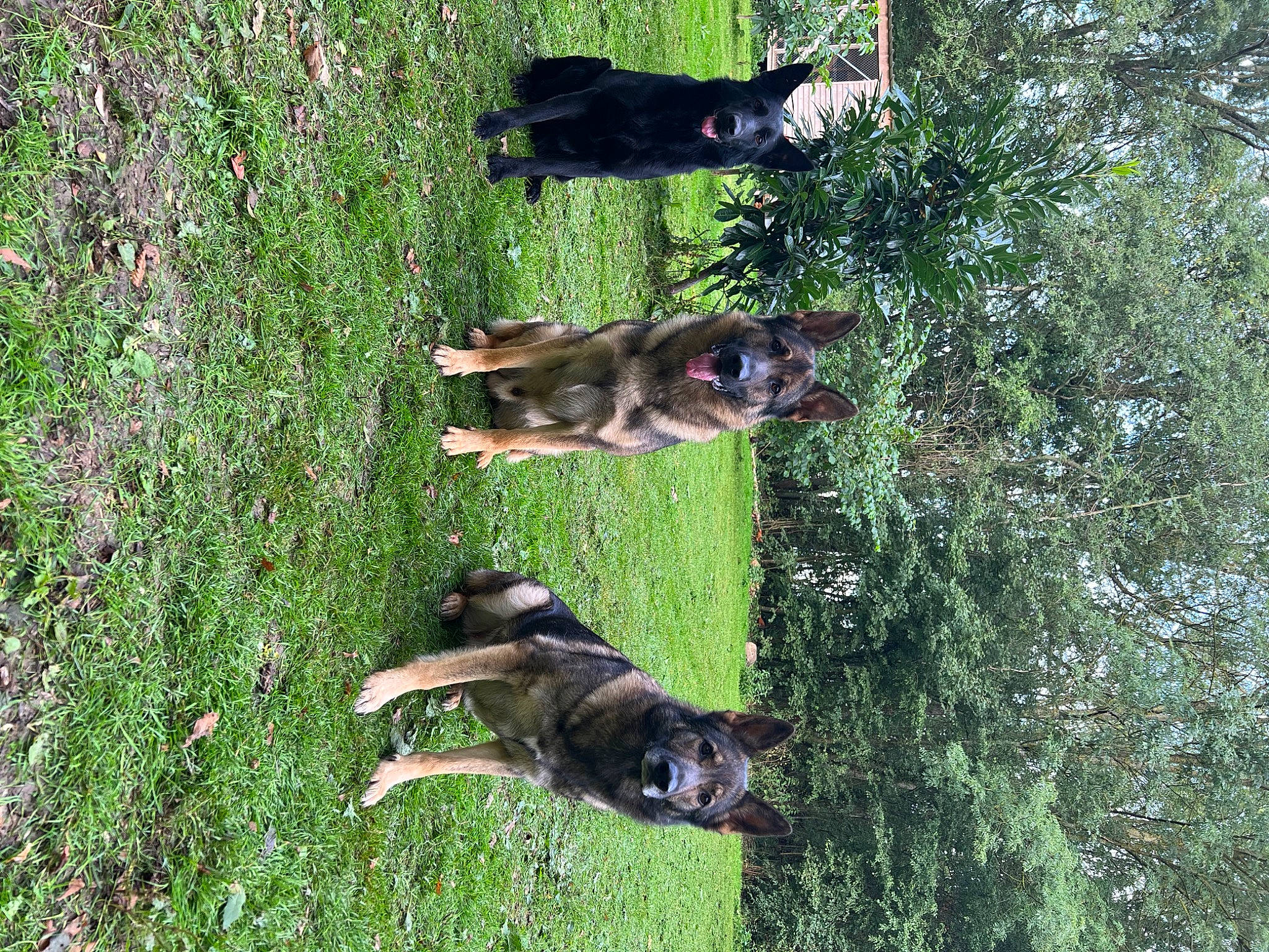 Thémis participe au concours pour gagner de l'argent avec cette photo : canidae, carnivore, companion_dog, dog, dog_breed, fawn, grass, green, groundcover, hunting_dog, mammal, pet_supply, plant, sporting_group, tail, tree, vertebrate, working_animal, working_dog