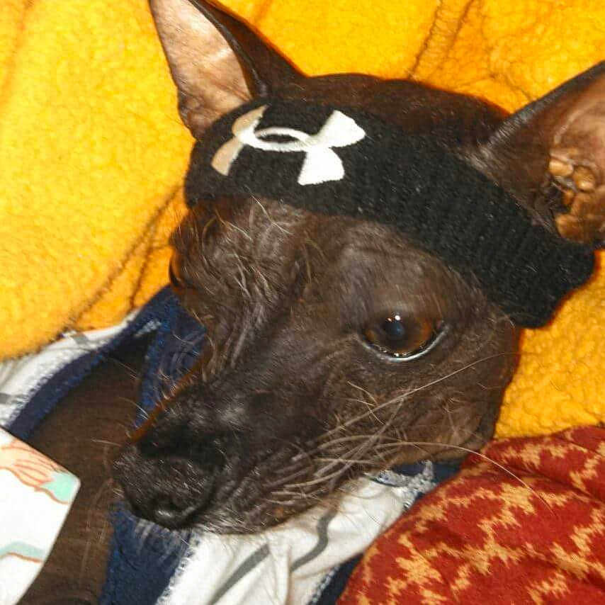 Zonker