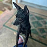 Tillie is registered to the contest to win money with this photo: dog, black_dog, pet, animal, ears, lap, indoor, blurred_background, closeup, looking_away, curious, shiny_coat, home, door, mat, paws, legs, canine, companion, portrait
