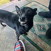 Tillie is registered to the contest to win money with this photo: dog, black_dog, small_dog, toothy_grin, expressive_eyes, shoe, colorful_shoe, doormat, patterned_doormat, concrete_floor, outdoor, pet, animal, curious, standing, close_up, canine, quirky, portrait, front_yard