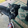 animal, black_dog, canine, close_up, colorful_shoe, concrete_floor, curious, dog, doormat, expressive_eyes, front_yard, outdoor, patterned_doormat, pet, portrait, quirky, shoe, small_dog, standing, toothy_grin