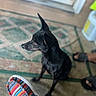 animal, black_dog, canine, casual, colorful_shoe, companionship, dog, domestic_animal, door, floor, footwear, home, indoor, patterned_rug, pet, quiet, rug, shoe, side_view, sitting