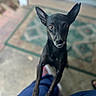Tillie is registered to the contest to win money with this photo: dog, black_dog, pet, animal, ears, eyes, lap, indoor, carpet, floor, door, curious, looking_up, blurred_background, paws, canine, companion, house, close_up, snout