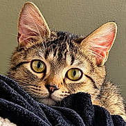 Tigger is registered to the contest to win money with this photo: cat, tabby_cat, feline, close_up, portrait, green_eyes, whiskers, ears, fur, striped_fur, animal, pet, blanket, indoor, alert, curious, face, head, sharp_focus, photography