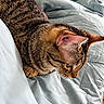 Tigger joined the competition — help win amazing prizes! cat, tabby_cat, feline, pet, sleepy, resting, bed, bedding, blanket, duvet, indoors, close_up, fur, striped_fur, whiskers, ears, relaxed, cozy, home, portrait