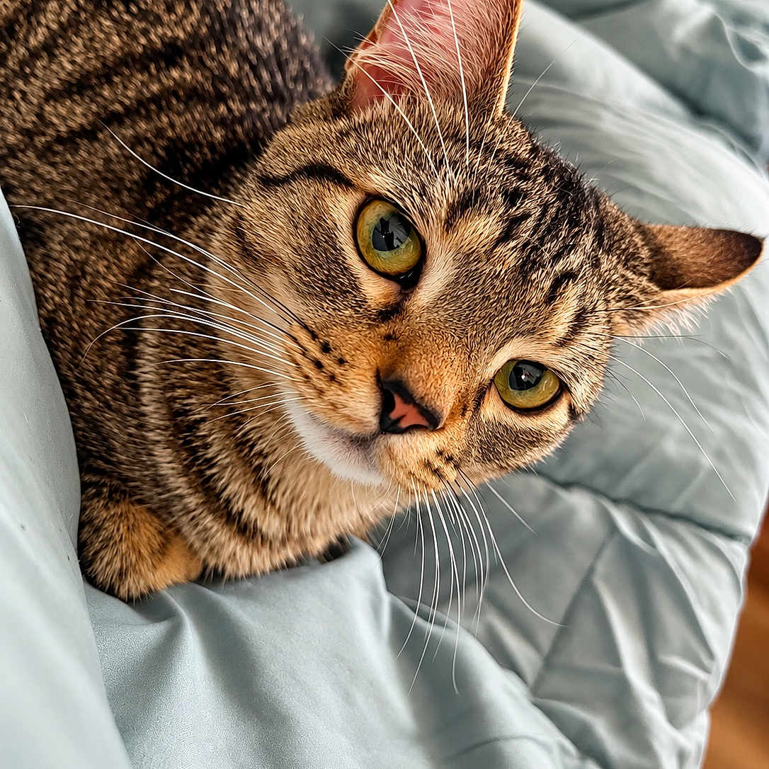 Tigger
