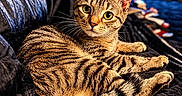 Tigger is registered to the contest to win money with this photo: cat, tabby, pet, animal, feline, indoors, bed, blanket, bedroom, portrait, close_up, whiskers, ears, green_eyes, striped_fur, lounging, lying_down, cozy, television, photography