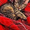 Tigger is registered to the contest to win money with this photo: cat, kitten, tabby, sleeping, curled_up, pet, animal, furry, whiskers, ears, paws, closed_eyes, cozy, blanket, red, patterned, indoors, soft, relaxed, nap