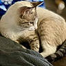 Elsa is registered to the contest to win money with this photo: cat, feline, animal, pet, fur, beige, white, whiskers, ear, tail, blanket, cozy, indoor, resting, soft, closeup, side_view, blue_background, pattern, relaxed