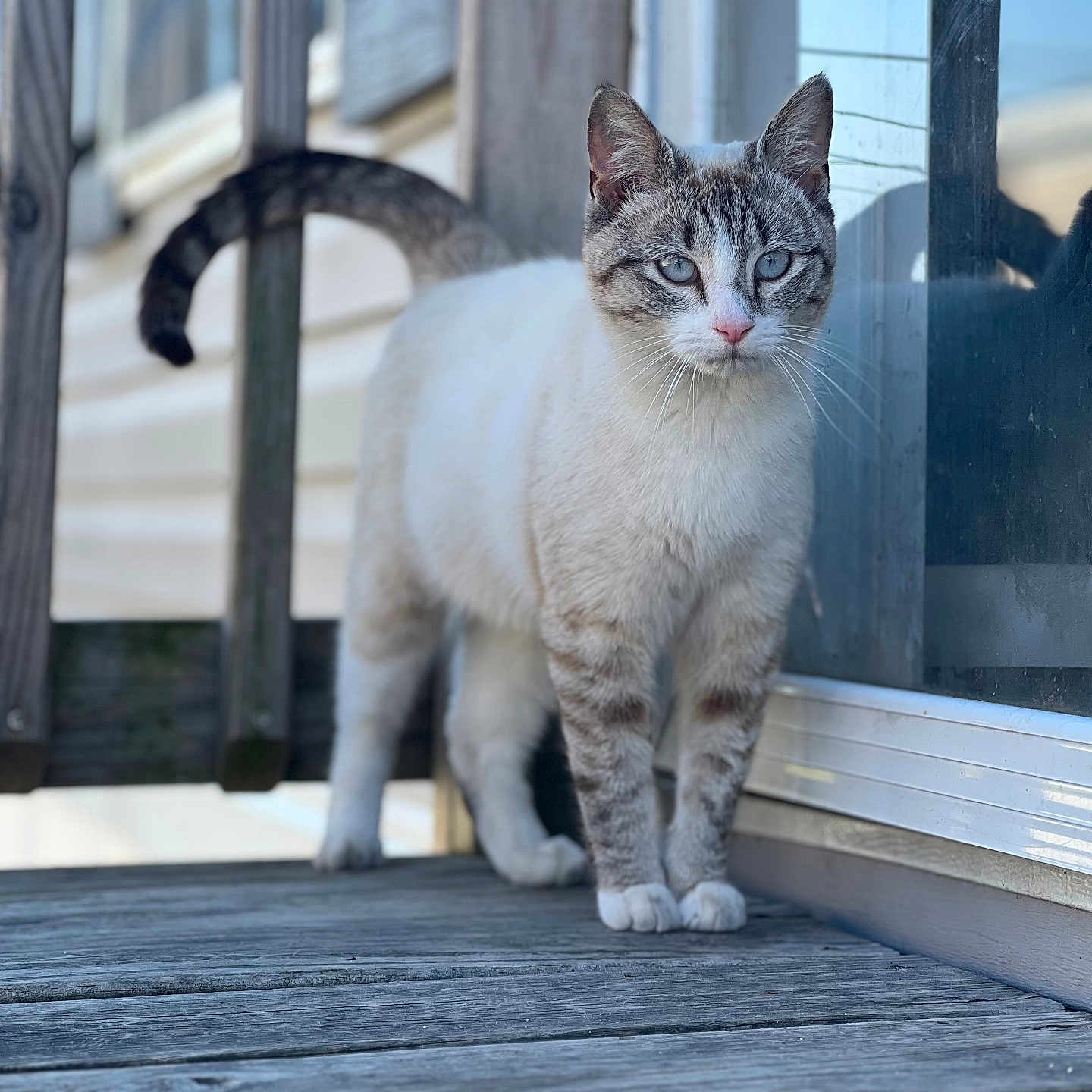 Elsa