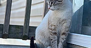 Elsa is registered to the contest to win money with this photo: cat, animal, pet, outdoor, wooden_porch, glass_door, reflection, striped_fur, sitting, calm, feline, daylight, closeup, nature, quiet, domestic_cat, portrait, window, side_view, relaxation